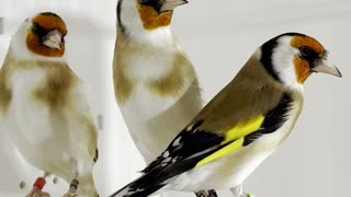 Siberian Major Goldfinch Birds