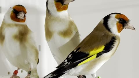 Siberian Major Goldfinch Birds