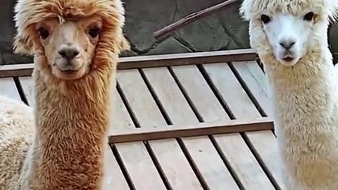 What are these two alpacas looking at? It was fascinating to watch