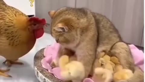 Very Funny chicken And Cat