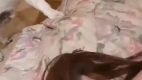 Funniest Cat And Dogs 😂 Funny Animal Videos 2022 - Part 2