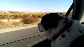 Indiana the Bulldog Goes on a Road Trip