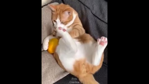 best funny video, cat fight with dog ,Watch when bored