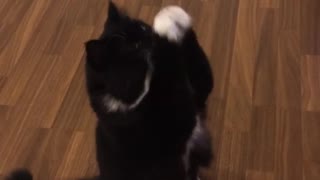 Rosie the cat begs for food