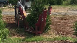 Digging a green giant using a red boss tree spade