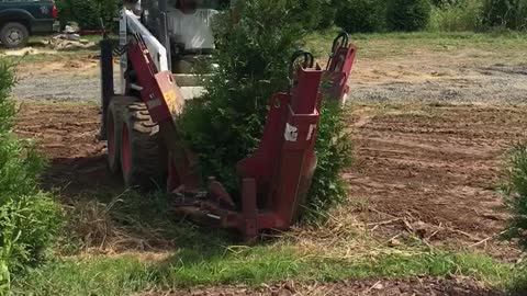 Digging a green giant using a red boss tree spade