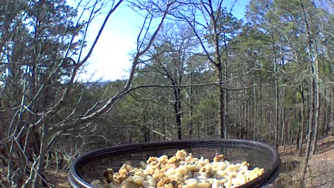 Pileated Woodpecker enjoying lots of suet