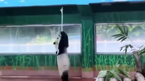 spinning panda