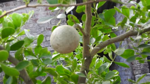 kath-bel belongs to the bel variety of fruit-bearing trees. It is called wood apple
