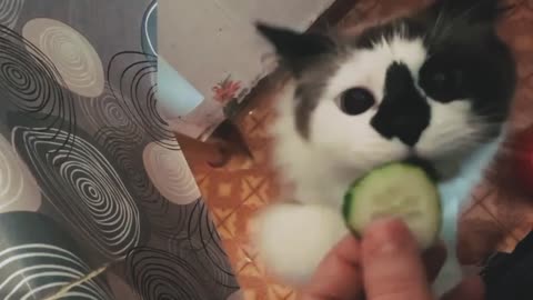 Funny cat eats a cucumber