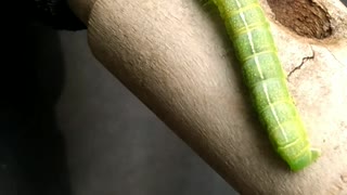 Random Caterpillar