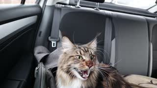 This cat acts like a dog in the car!