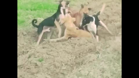 Dog fight