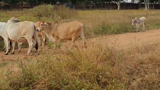 Baby Donkey Helps Herd Cattle in Cape York