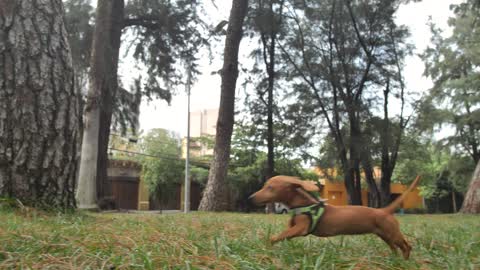 Dachshund dog running through a park to reach its owner