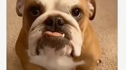 Funny Dogs.mp4/2