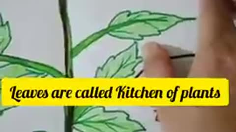 Parts of Plants - How to draw a plant