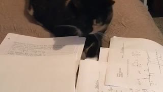 My cat ate my homework