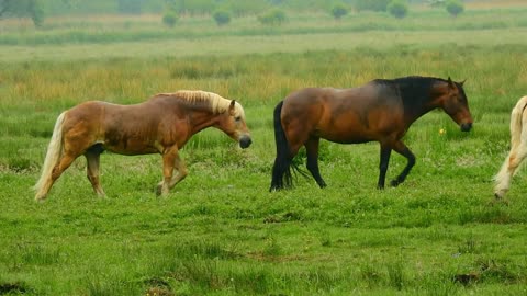 Horse Mammal Walking HD Video