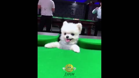 Funny and Cute Pomeranian Videos 1 _ Zafun _ Episode 7