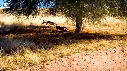 30 Moments Eagle Attacked Cub Before Mother Leopard Arrived, What Happens Next _