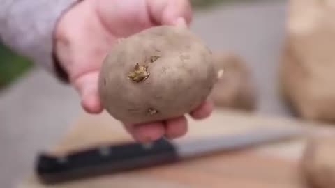 How to Plant Potatoes! 🥔🌿 __ Garden Answer