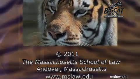 Inside the exotic animal trade in America -The plight of tigers in the U.s.