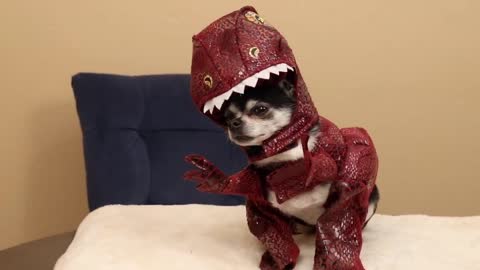 Dogs trying on Haloween outfits pt2