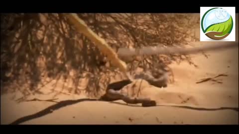 Man vs wild in Hindi with a camel in desret
