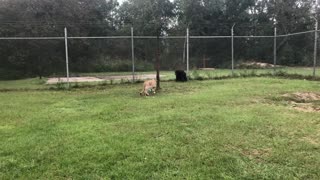 Playful Pals Act Fierce for Owner