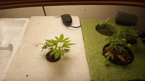 Marijuana grow indoor aquaponics in fishtank