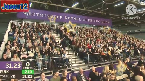 P!nk the border collie wins back-to-back titles at the 2019 WKC Masters Agility