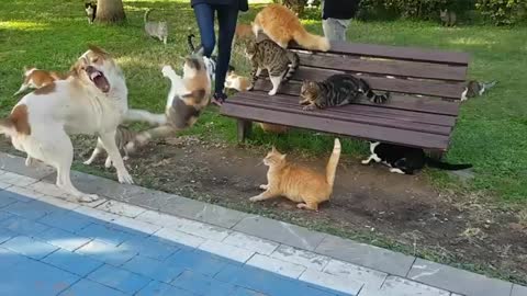Funny video, funny cat