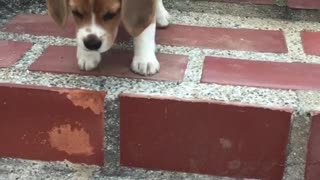 Puppy courageously learns to go down the stairs