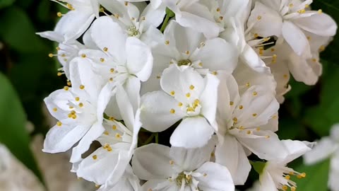 Slender Deutzia Flowers in Spring 2023