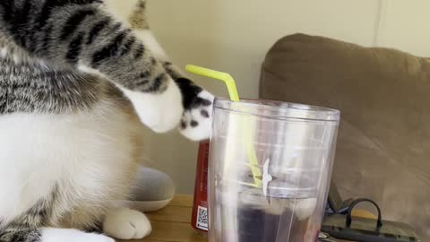 Cat Trying to Drink from a Straw