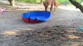 Horse Plays With Pool