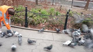 Feeding Pigeons in Madison Park New York City