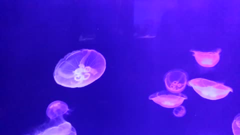 underwater light creatures , woooowwww