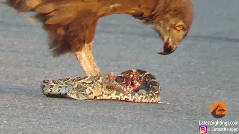 The snake eagle tears apart the snake as it attempts to flee.