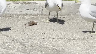 Seagulls compete on food