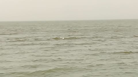 White Birds Swim On Qarun Lake Water Surface