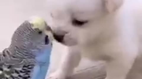Cute puppy vs budgie