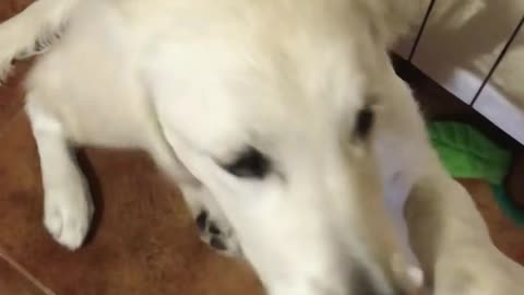 Dog shakes hand his owner