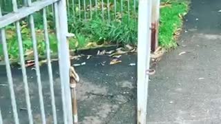 Dog stick stuck on gate