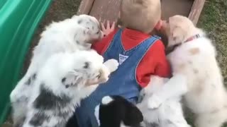 Little Boy Wins The Climbing Game Competing Against Adorable Puppies