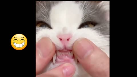 The Cat's Teeth