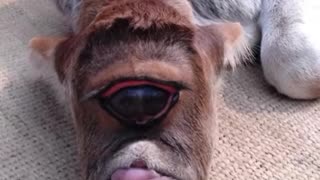 One-eyed alien calf born in rural India worshipped as God