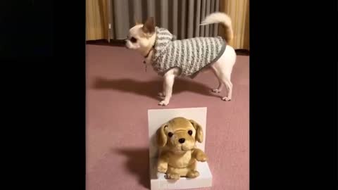 😸Funny and cute puppy videos try not to laught #01