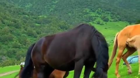 Drone captures affectionate moment between two magnificent Clydesdales